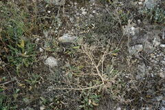 Trinia hispida