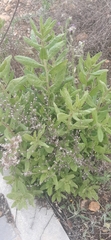 Dittrichia viscosa