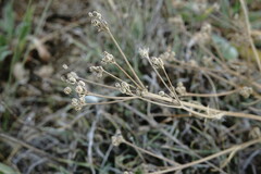 Trinia hispida