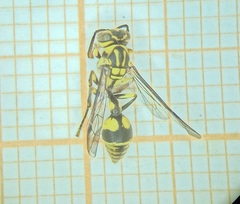 Ropalidia ornaticeps