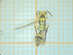 Ropalidia ornaticeps