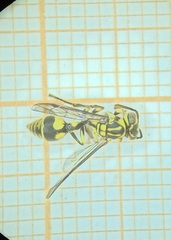 Ropalidia ornaticeps