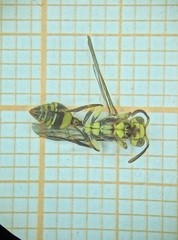 Ropalidia ornaticeps