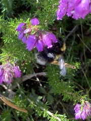 Bombus jonellus
