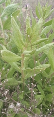 Dittrichia viscosa