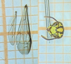 Ropalidia ornaticeps