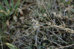 Trinia hispida