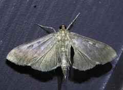 Herpetogramma sphingealis