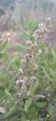 Dittrichia viscosa