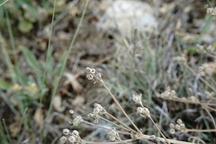 Trinia hispida