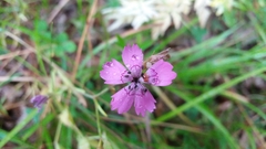 Microbotryum dianthorum