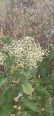 Dittrichia viscosa
