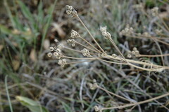 Trinia hispida