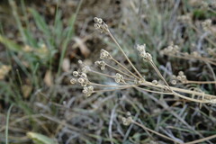 Trinia hispida