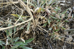 Trinia hispida