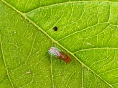 Drosophila