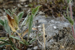 Galium verticillatum