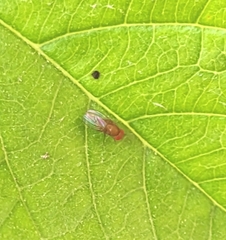 Drosophila