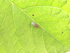 Drosophila
