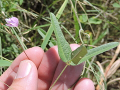Strophostyles leiosperma