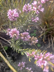 Amphithalea ericifolia