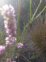 Amphithalea ericifolia