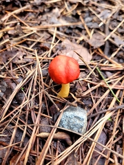 Leratiomyces erythrocephalus