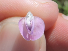Strophostyles leiosperma