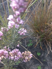 Amphithalea ericifolia