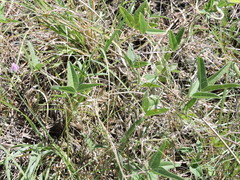 Strophostyles leiosperma