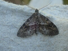 Melanomma auricinctaria