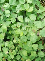 Adiantum capillus-junonis