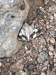 Drasteria pallescens