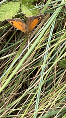 Pyronia tithonus
