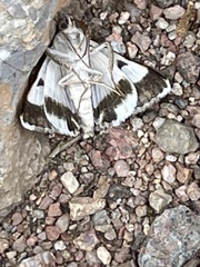 Drasteria pallescens