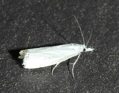 Crambus albellus