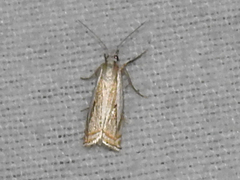Crambus albellus
