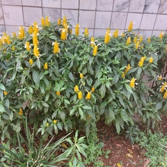 Pachystachys lutea