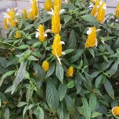 Pachystachys lutea