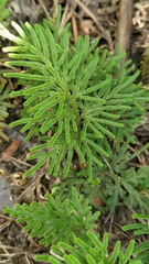 Selaginella stauntoniana