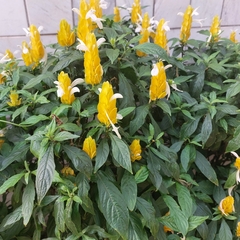 Pachystachys lutea