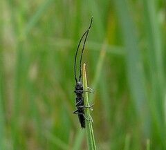 Theophilea subcylindricollis