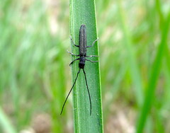 Theophilea subcylindricollis