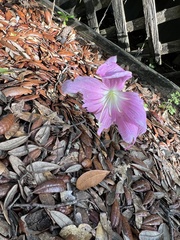 Zephyranthes robusta