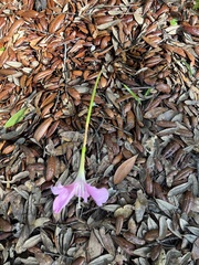 Zephyranthes robusta