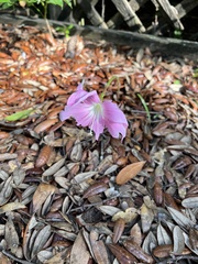 Zephyranthes robusta