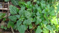 Nanocnide japonica