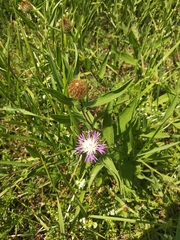 Centaurea trichocephala