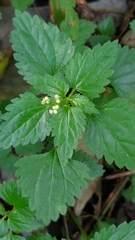 Nanocnide japonica