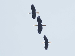 Rhyticeros subruficollis